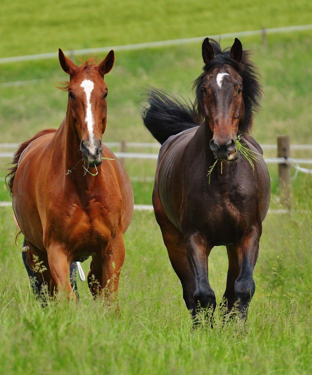 Two horses running in a field