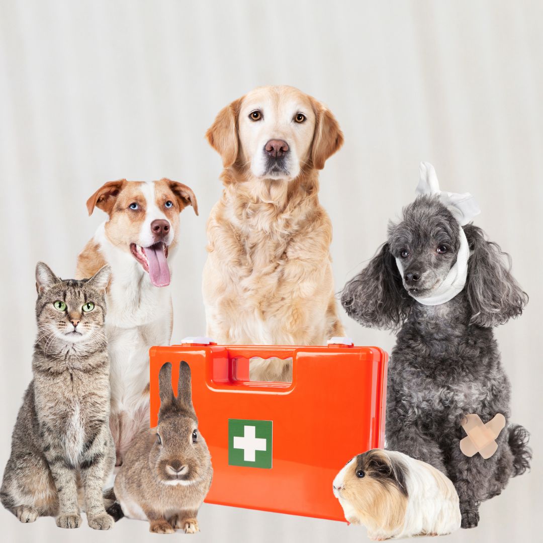 a group of animals with a first aid kit