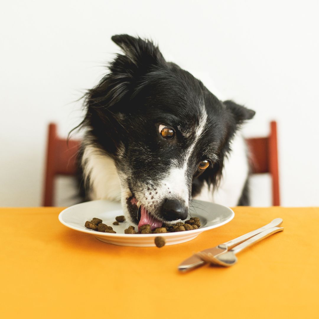 a dog eating food from a plate