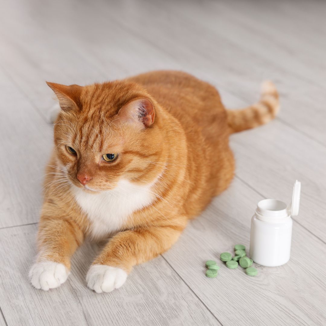 a cat lying next to a bottle of pills