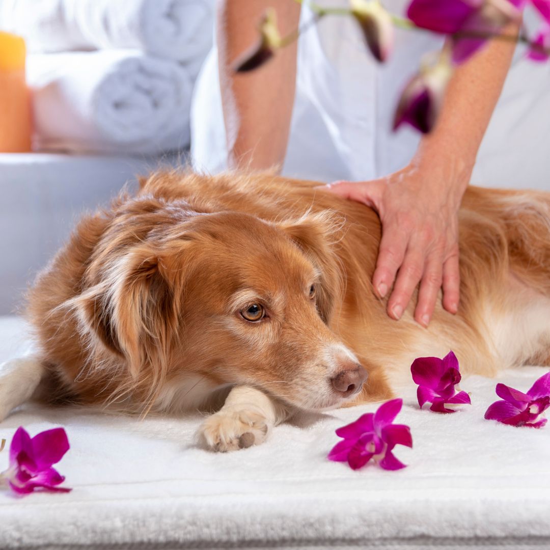 a dog lying down with purple flowers